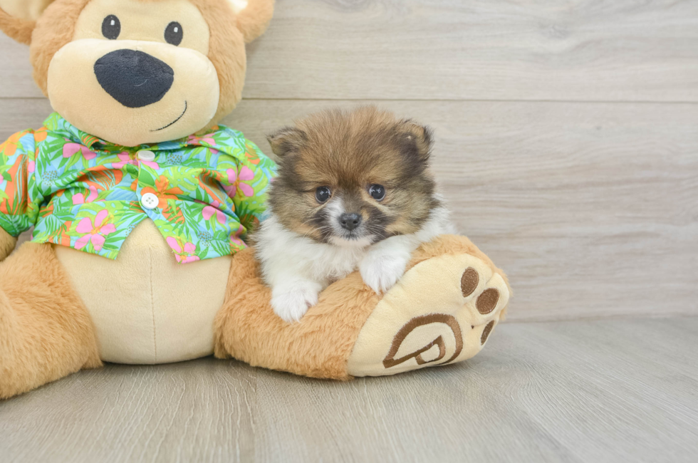 6 week old Pomeranian Puppy For Sale - Simply Southern Pups