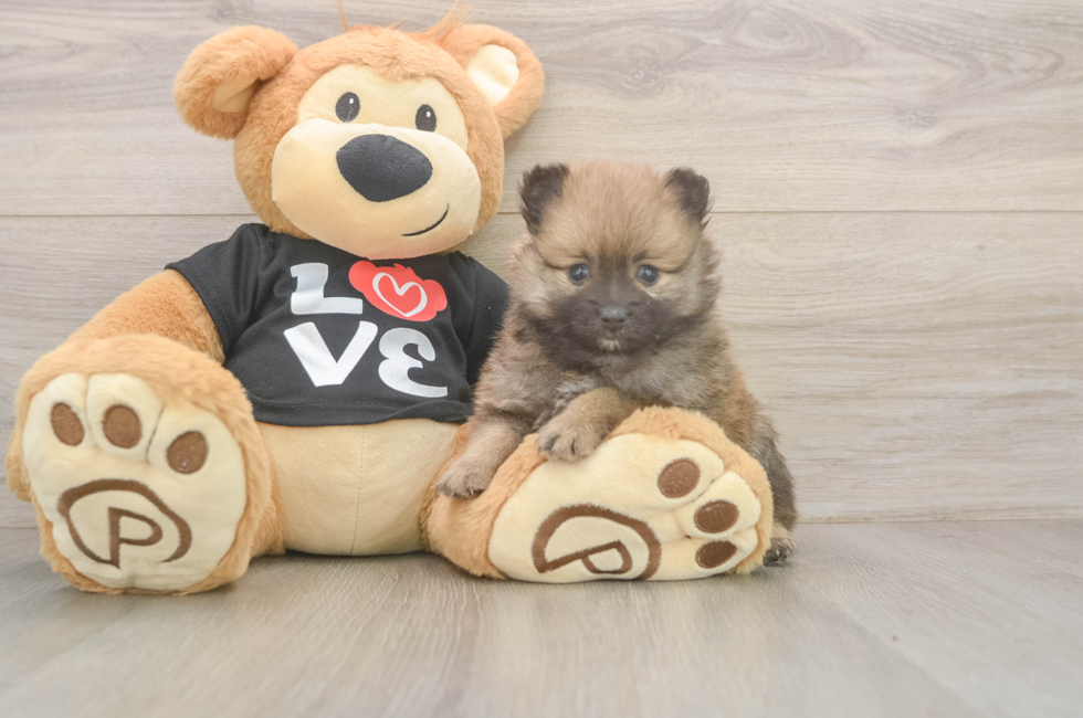 5 week old Pomeranian Puppy For Sale - Simply Southern Pups