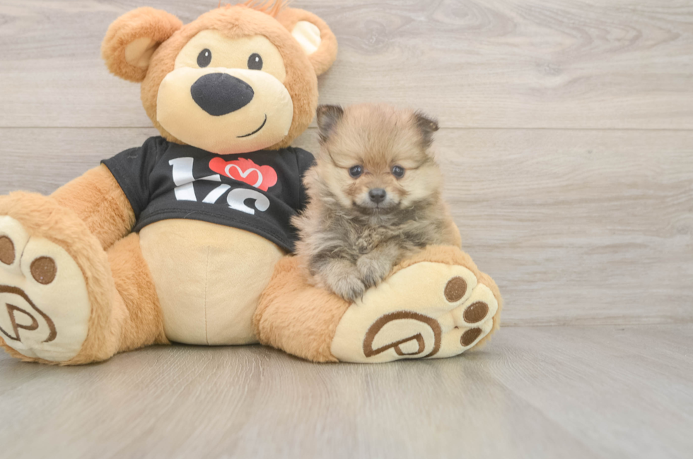 5 week old Pomeranian Puppy For Sale - Simply Southern Pups
