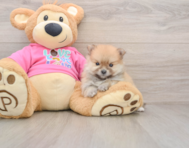 8 week old Pomeranian Puppy For Sale - Simply Southern Pups