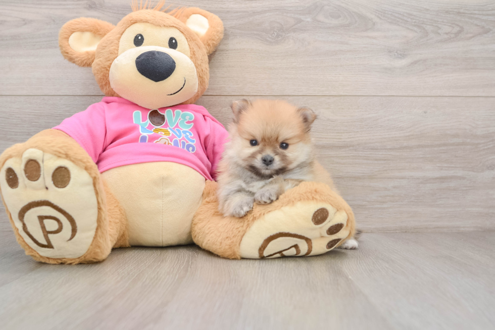 Popular Pomeranian Purebred Pup