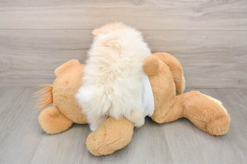 Pomeranian Pup Being Cute