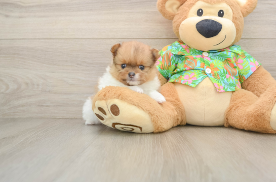 Happy Pom Dog Purebred Puppy