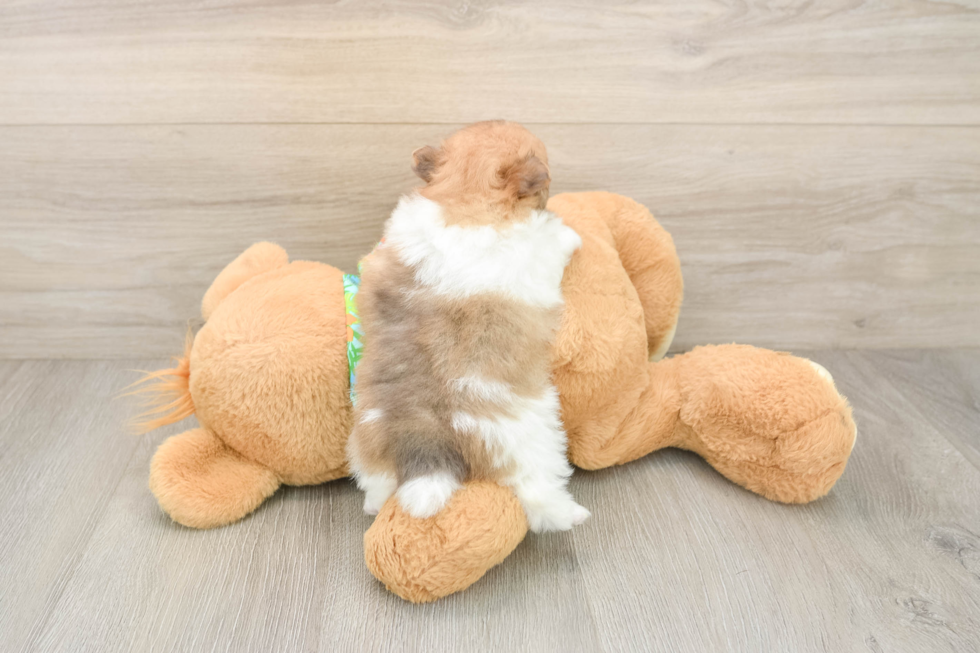 Best Pomeranian Baby