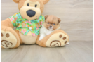 Pomeranian Puppy for Adoption