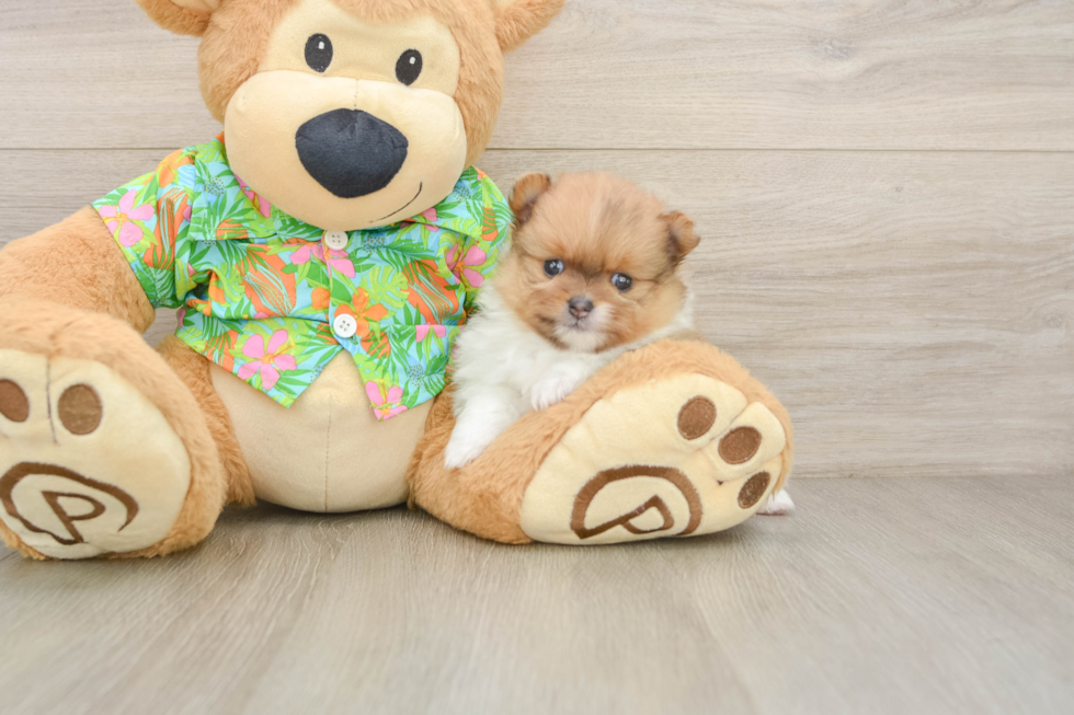 Pomeranian Puppy for Adoption