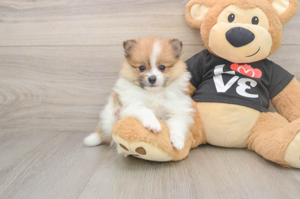 Pomeranian Puppy for Adoption