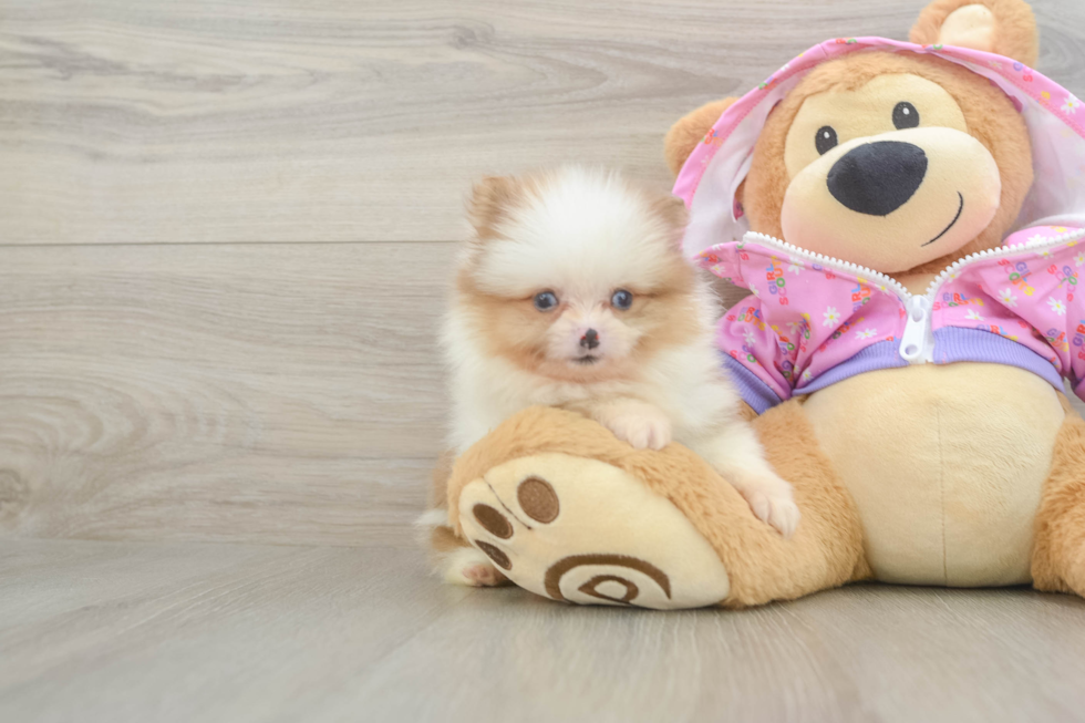 Pomeranian Puppy for Adoption