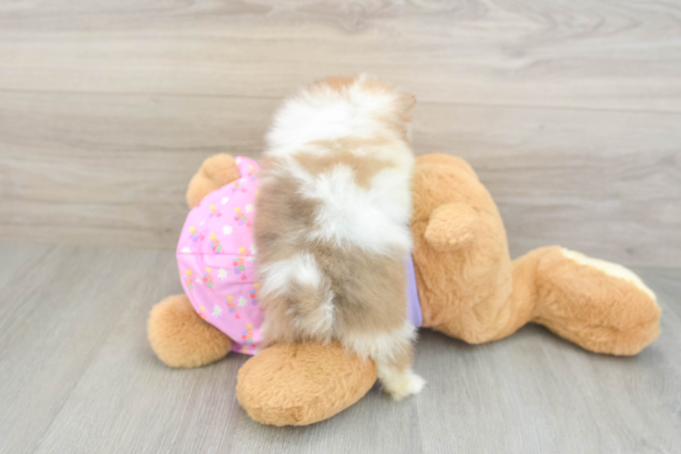 Hypoallergenic Pomeranian Purebred Pup