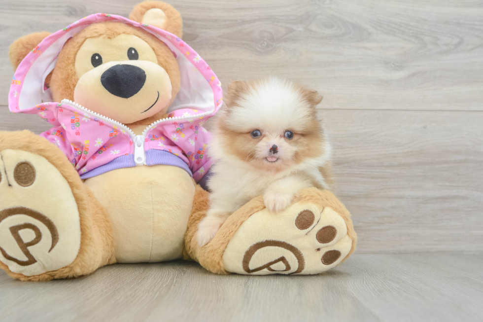 Best Pomeranian Baby