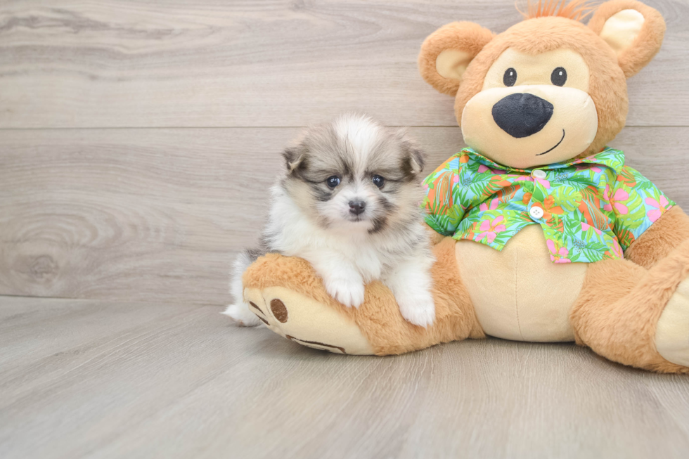 Pomeranian Pup Being Cute