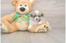 Popular Pomeranian Purebred Pup