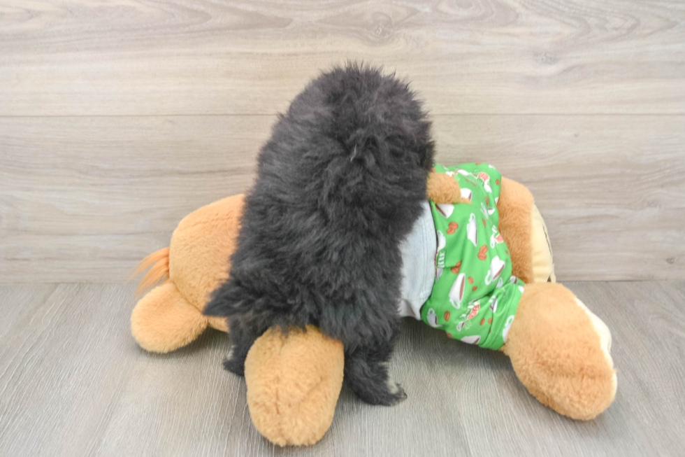 Cute Pom Purebred Puppy