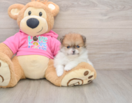 8 week old Pomeranian Puppy For Sale - Simply Southern Pups