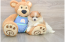 Little Pomeranian Baby