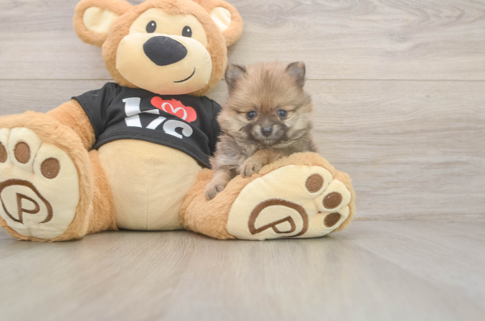 5 week old Pomeranian Puppy For Sale - Simply Southern Pups