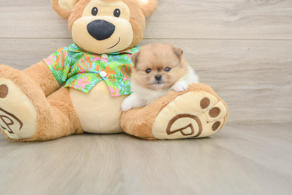 Friendly Pomeranian Baby