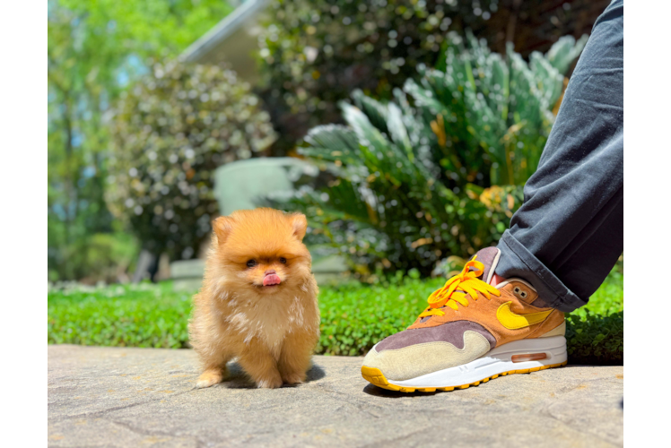 Best Pomeranian Baby