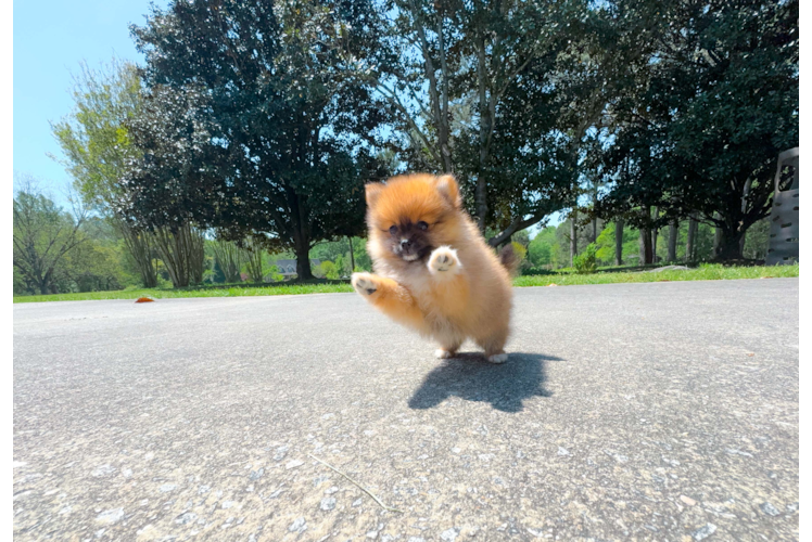 Best Pomeranian Baby