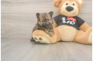 Best Pomeranian Baby