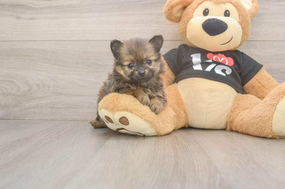 5 week old Pomeranian Puppy For Sale - Simply Southern Pups