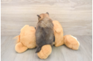 Playful Pomeranian Purebred Pup
