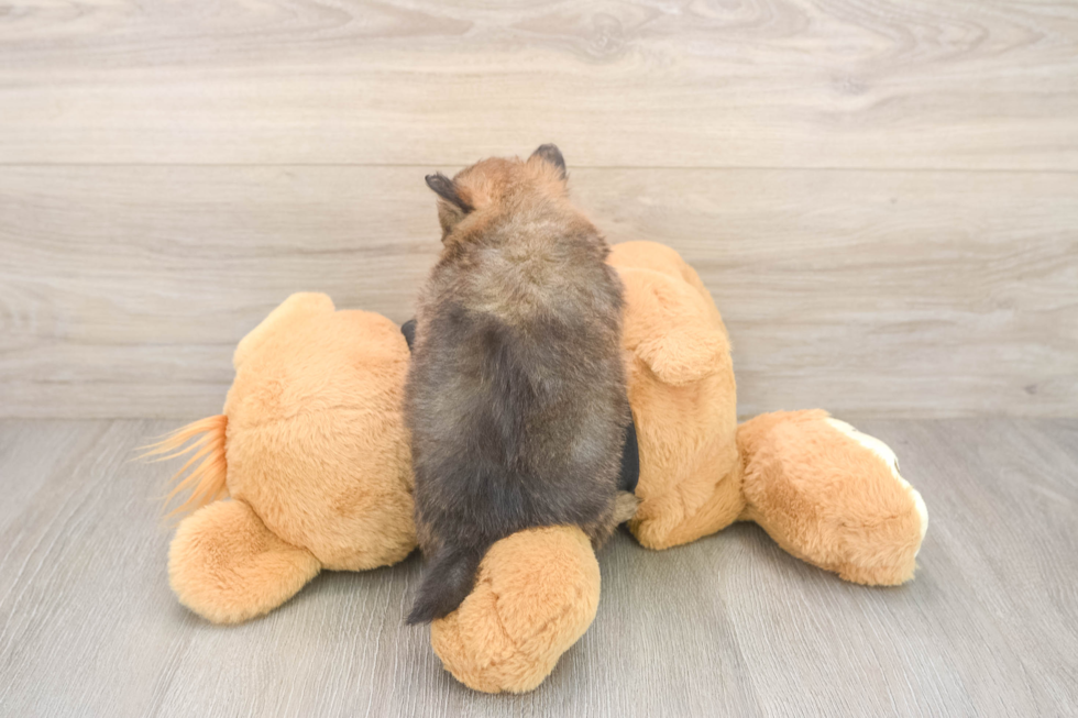 Playful Pomeranian Purebred Pup