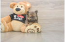 Pomeranian Pup Being Cute