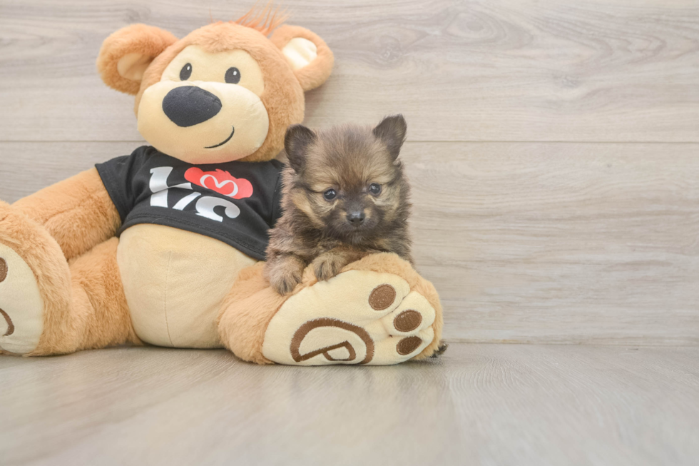 Pomeranian Pup Being Cute