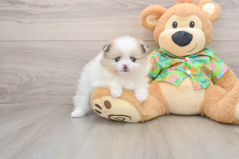 Funny Pomeranian Baby