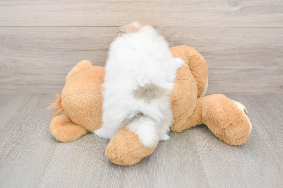 Pomeranian Pup Being Cute