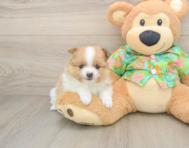 7 week old Pomeranian Puppy For Sale - Simply Southern Pups