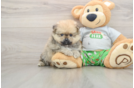 Pomeranian Pup Being Cute