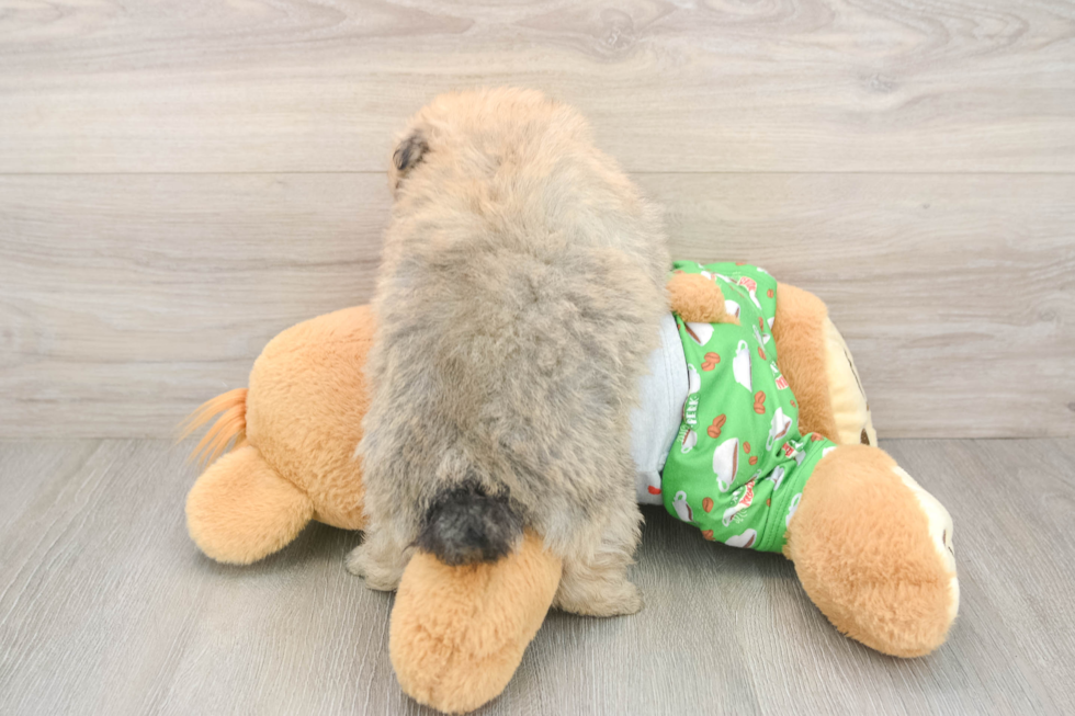 Best Pomeranian Baby