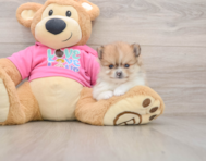 8 week old Pomeranian Puppy For Sale - Simply Southern Pups