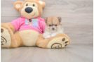 Small Pomeranian Purebred Pup