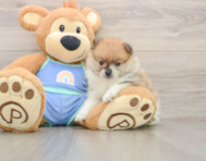8 week old Pomeranian Puppy For Sale - Simply Southern Pups