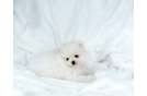 Cute Swergspitz Purebred Puppy