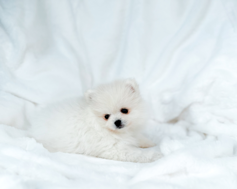 Cute Swergspitz Purebred Puppy