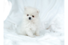 Cute Pomeranian Purebred Pup