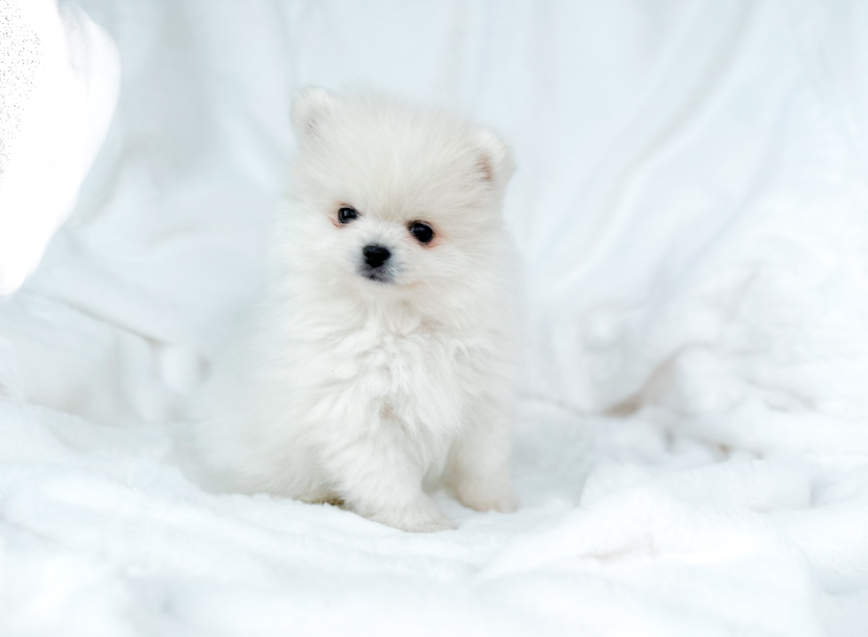 Cute Pomeranian Purebred Pup