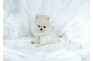 Best Pomeranian Baby