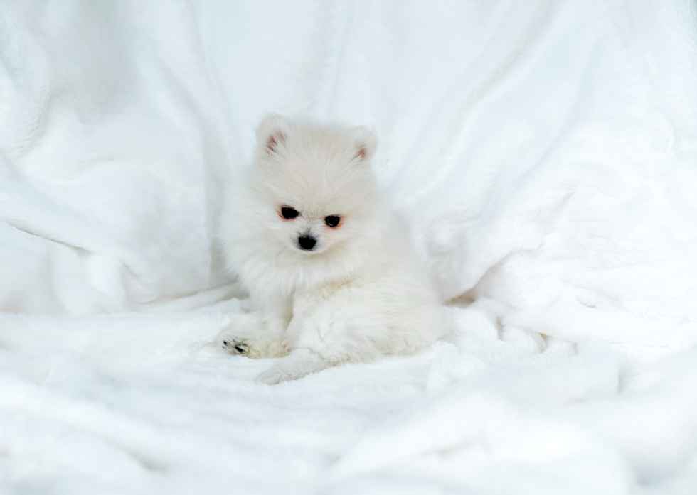 Best Pomeranian Baby