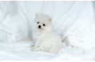 Pomeranian Pup Being Cute