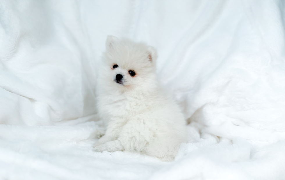 Pomeranian Pup Being Cute