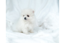 Pomeranian Pup Being Cute