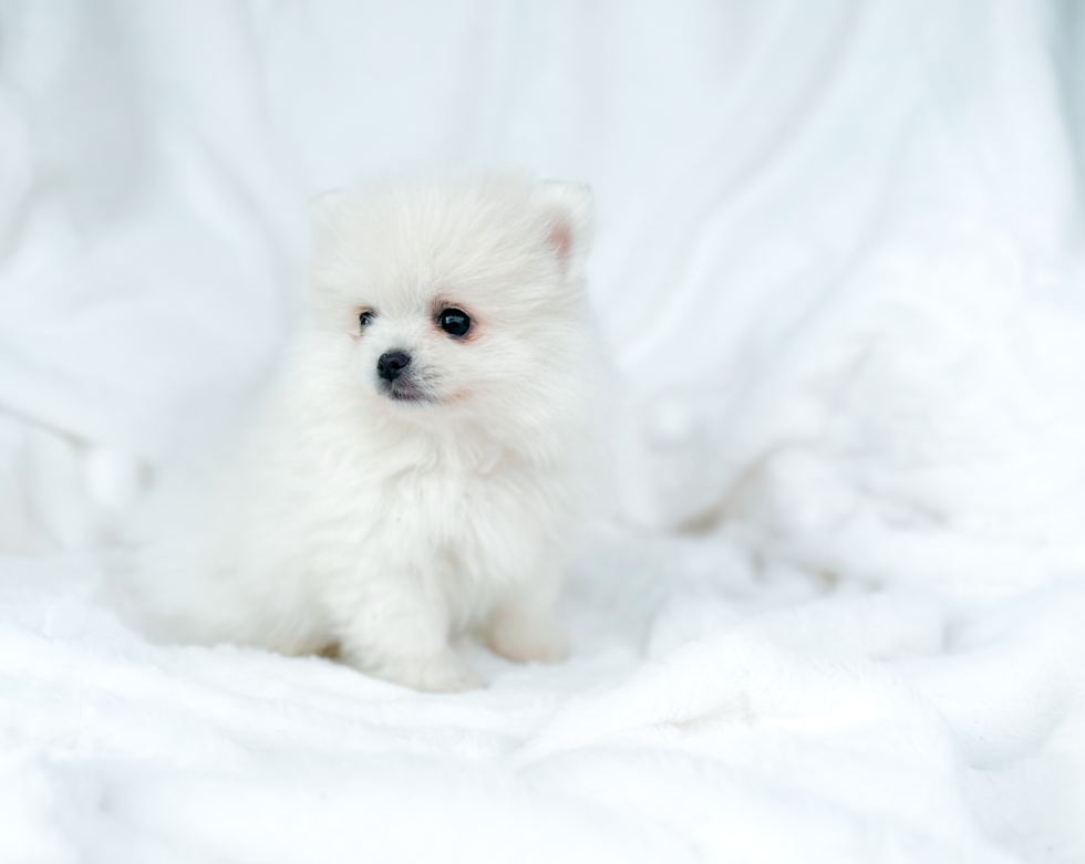 Pomeranian Pup Being Cute