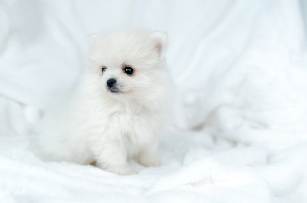 9 week old Pomeranian Puppy For Sale - Simply Southern Pups