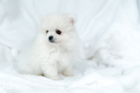 Pomeranian Pup Being Cute