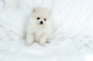 Best Pomeranian Baby